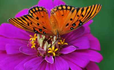 Butterfly4_24may09_080